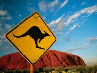 kangur, lotnisko, Australia, bezpieczeństwo, zwierzę, zagrożenie, gość, personel, terminal