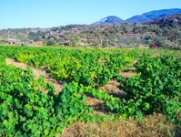 wino, Pantelleria, zibibbo, lista unesco, fenicjanie, moscato di pantelleria, passito di Pantelleria, rolina