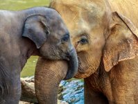 słonie, world animal protection, wykorzystanie zwierząt, przejażdżka, turystyka