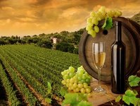 Wochy, Coldiretti, Novello, winobranie we Woszech, Afryka, upay we Woszech, anomalie pogodowe, wino, produkcja wina we Woszech, zwizek rolnikw indywidualnych, zbiory winogron, produkcja wina